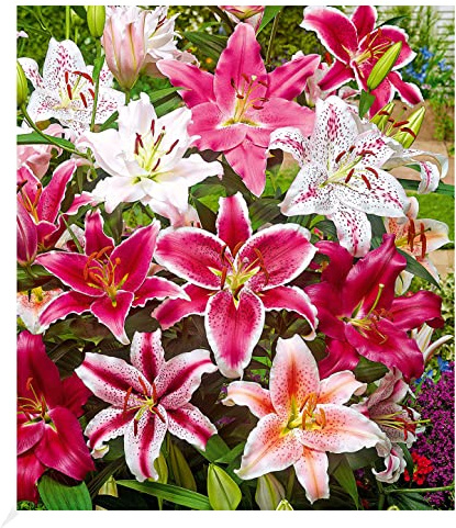 BALDUR Garten 5er Lilien-Mix 'Parfum', Zwiebeln mit Umfang 14-16 cm | große Blüten mit herrlichem Duft, für Beete oder Töpfe, Schnittblume für die Vase, winterhart, mehrjährig & pflegeleicht