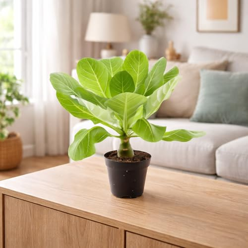 Brighamia Insignis Hawaii Palme – 40 cm hohe exotische Zimmerpflanze, auch bekannt als Hawaiipalme oder Tropenpflanze für Zuhause und Garten