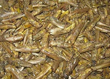 SAHAWA® getrocknete Heuschrecken 1000 ml, Reptilienfutter, Vogelfutter