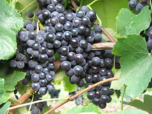 Weinrebe - Weintraube - Vitis vinifera - Isabella - Erdbeeraroma - pilz u. reblausresistent - 80-100 cm
