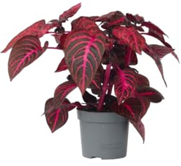 Plant in a Box - Iresine Herbstii - Blutblatt Rot- Zimmerpflanze - Topf 13cm - Höhe 20-30cm