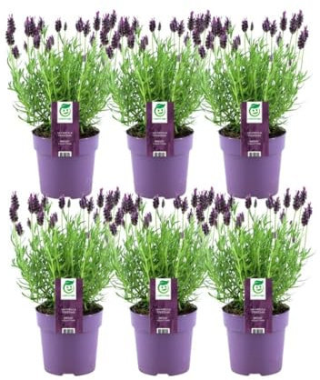 Plants by Frank | 6 Französischer Lavendel Pflanzen | Schopflavendel | 6 x Lavandula Stoechas Anouk® 13 cm Topf - Lavendel Pflanze - Stauden - Frisch aus der Gärtnerei