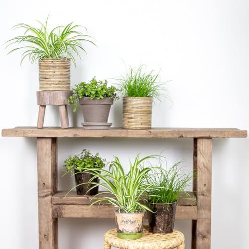 Bloomique - 6er-Set - Haustierfreundliche Pflanzen - Chlorophytum, Cyperus, Callisia - Zimmerpflanzen - Höhe 20-30 cm - Topf 12 cm