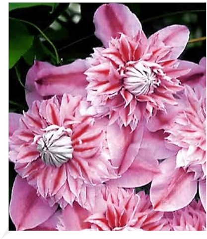 BALDUR Garten 1x Waldrebe Clematis 'Josephine TM Evijohill N' | Waldrebe, Pflanze im 10,5 cm-Topf, Klematis, mehrjährige blühende Kletterpflanzen, winterhart
