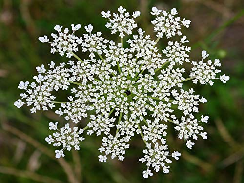 500 Karottensamen (Daucus Carota)