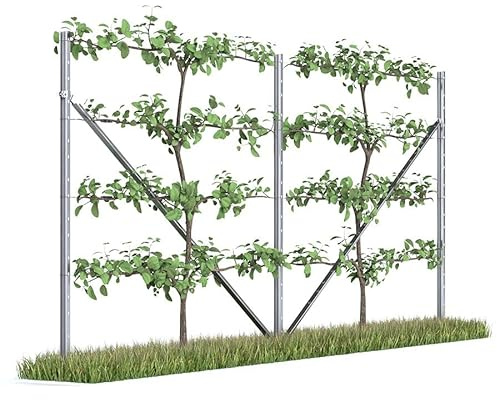 Kiwiri RANKI ™ - Rankhilfe für Kletterpflanzen - Spalier auf Plantagenstandard für Wein, Kiwi, Kiwibeeren, Rosen, Clematis, Spalierobst (2-Feld (4 Meter))