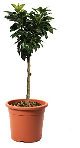 KENTIS - Zwergbirnenpflanze - Pyrus Communis - Echte Freilandpflanzen - Obstbaum - Kulturtopf Ø 24 cm