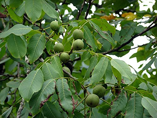 Echte Walnuss Juglans regia Pflanze 25-30cm Walnussbaum Welschnuss Baumnuss