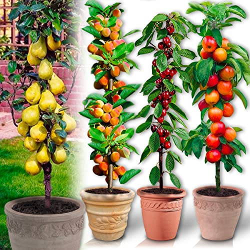 Säulenobstbäume - 4 Bäume (1 Kirschbäume, 1 Apfelbäume, 1 Birnbäume, 1 Aprikosenbaum) - 80/100 cm - Ideal für Balkon, Terrasse, Kleiner Garten