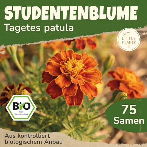 Little Plants BIO Studentenblume Samen 75 Tagetes-Samen Niedrig Samtblume Blumensamen Samenfest für Blumengarten Blumen Saatgut Balkon und Garten