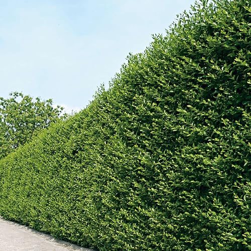 Garten-Schlüter® Ovalblättriger Liguster -Ligustrum Ovalifolium-, 60-80 cm geliefert im 3 Liter Container - als Laubhecke - immergrün, winterhart, hitzeresistent, duftend, insektenfreundlich