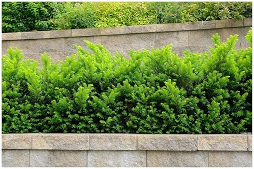 Stauden Gänge 10 x Taxus media 'Hillii' Becher-Eibe Staude winterhart | Winterharte Staude für Sonne bis Schatten, mehrjährig, 9x9 cm Topf
