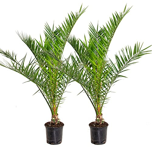 Bloomique - 2er-Set - Phoenix Canariensis - Kanarische Dattelpalme - Palme - Balkonpflanzen Winterhart - Höhe 80-100 cm - Topf 19 cm