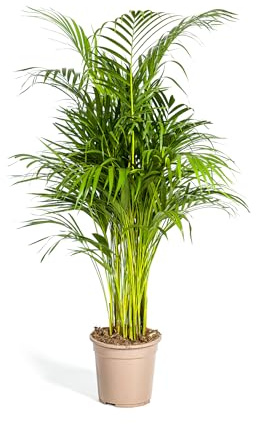 Goldfruchtpalme - Dypsis lutescens - Areca - Solitärpflanze - ca. 100-120cm hoch - 21cm Topf