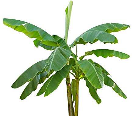 Musa velutina 10 Bananensamen rosa Zwergbanane frosthart