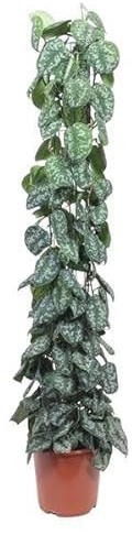 Efeutute – Scindapsus Pictus Trebie – Zimmerpflanze – 160cm – Ø27cm – pflegeleichte Kletterpflanze mit silber gemusterten Blättern