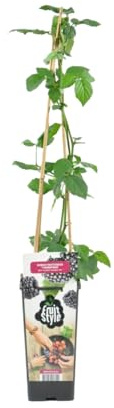Bloomique - Rubus Fruticosus 'Thornfree' - Brombeerstrauch - Obstpflanzen - Gartenpflanzen - Winterhart - Topf 14 cm - Höhe 60-70 cm