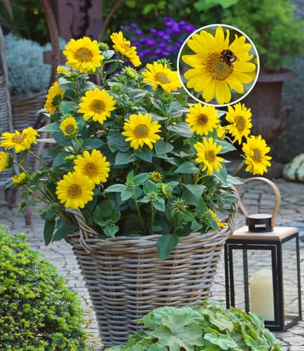 BALDUR Garten 2x Winterharte Sonnenblume SunCatcher®, Pflanzen im 13x13 cm-Topf, Helianthus, bienen- & schmetterlingsfreundlich, winterharte Stauden-Sonnenblume, mehrjährig, blühend