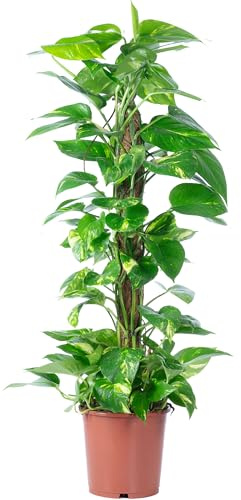 Efeutute am Moosstab - pflegeleichte Zimmerpflanze, Epipremnum aureum - Höhe ca. 80 cm, Topf-Ø 19 cm
