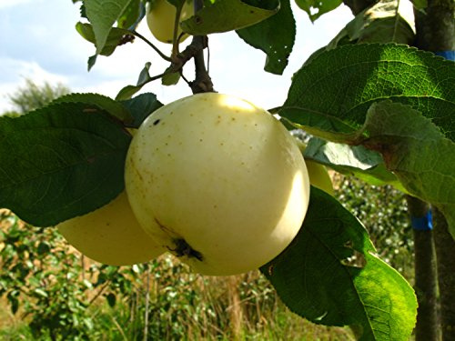 Apfelbaum 'Weißer Klarapfel' 130-150 cm Topf Malus domestica Obstbaum | Frühe Sommerernte, saftige Früchte, sonniger Standort, pflegeleicht, für Hausgarten und Streuobstwiese