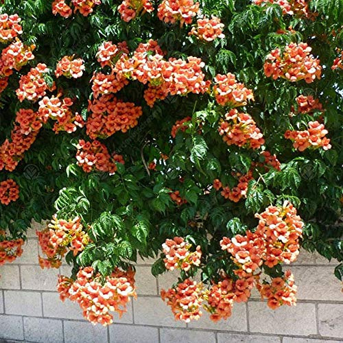 Campsis 'Radicans' Trompetenblume Laubabwerfender Strauch Garten-Kletterpflanze im Topf