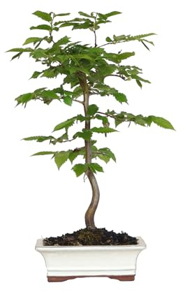 KENTIS - Hainbuche Bonsai - Carpinus Betulus - Echte Zierpflanzen Für Draußen - Garten Balkon Terrasse - H 35/40 cm Ø 19 cm