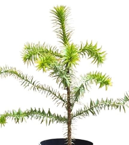Chilenische Schmucktanne Andentanne Araucaria - Araucana 40-50 cm winterhart Freilandaufzucht