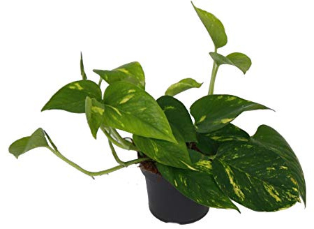 Efeutute, Scindapsus, (Epipremnum aureum) Sorte: Aureum, gelb-grünes buntes Blattwerk, rankend, Ampelpflanze, luftreinigend (eine Pflanze im 12cm Topf)