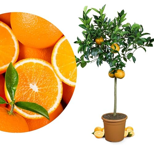 Meine Orangerie Orangenbaum - echte Orange - Zitruspflanze - Citrus sinensis - Orange Tree - veredelter Apfelsinenbaum in Gärtner-Qualität (Grande [L])