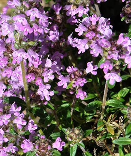 Deutscher Thymian Samen Bodendecker 10000 Samen Thymus vulgaris bienenfreundliche Pflanze | trockenheitsresistent Thymiansamen