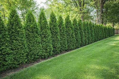 10 st. Thuja Smaragd 70-100cm ohne Topf gemessen Heckenpflanzen Lebensbaum Immergrüne Heckenpflanze