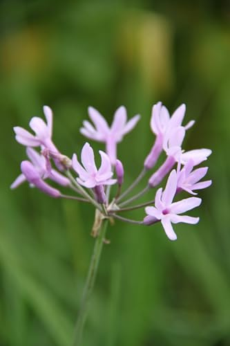 WASSERPFLANZEN WOLFF ° Tulbaghia violacea - Kaplilie - Knoblauch - rosa Agapanthus - QUALITÄTSZWIEBELGEWÄCHS im 9x9 cm Topf
