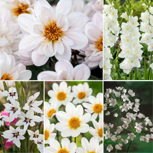 Plant in a Box - Blumenzwiebeln Weiß - Zwiebelmischung - 125 stücks - Dahlien, Gladiolen, Freesien, Oxalis - Pflanzen Sie Ihren Sommergarten im Frühling!
