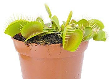 Fangblatt - Venusfliegenfalle - Dionaea Muscipula vom Fachhändler - blühfähige Fleischfressende Pflanze - natürlicher Fliegenfänger