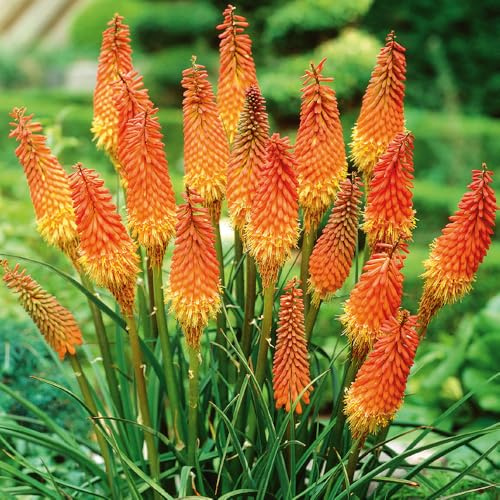 Bloomique - 5er-Mix - Kniphofia Uvaria Grandiflora - Feuerpfeil - Fackellilie - Knollen - Gartenpflanzen - Stauden - Winterhart - Staude - Wird bis zu 60-100 cm groß