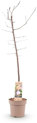 Pflaumenbaum – Prunus domestica 'Opal' – ca. 90 cm hoch – Topf Ø21 cm – gelb-rote Früchte – selbstfruchtend & ertragreich – Obstbaum für Garten & Terrasse