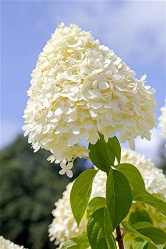 Hydrangea paniculata 'Limelight' 40–60 cm – Winterhart & Mehrjährig & Pflegeleicht – Rispenhortensie – Zierstrauch für Beet & Kübel