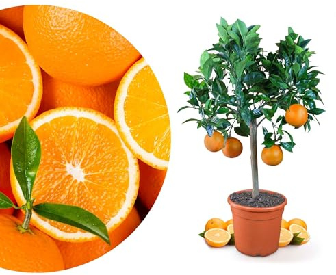 Meine Orangerie Orangenbaum - echte Orange - Zitruspflanze - Citrus sinensis - Orange Tree - veredelter Apfelsinenbaum in Gärtner-Qualität (Mezzo [M])