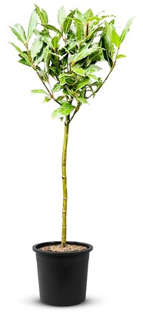 Tropictrees - Laurus nobilis – Echter Lorbeerbaum ca. 100 cm hoch inkl. Topf – Winterhart & Immergrün – Mediterrane Kübelpflanze für Garten, Terrasse & Balkon – Pflegeleicht & Duftet aromatisch