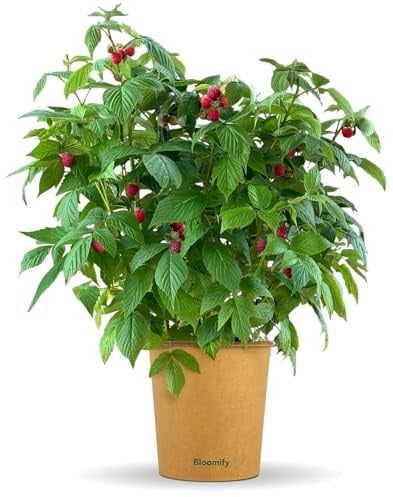 Bloomify® rote Bio Balkon-Himbeerpflanze Heidi | 60 bis 80 cm großer ertragreicher Himbeerstrauch | winterharte und pflegeleichte Himbeere für Balkon oder Terrasse | süße, leckere Früchte
