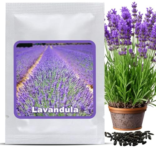 Magic of Nature Echter Lavendel Samen ca. 150 Stk – Winterhartes Saatgut mehrjährig – Duftender Lavendelsamen für Garten & Bienen