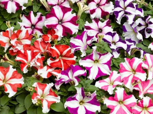 Petunia Star Mischfarben, zweifarbig