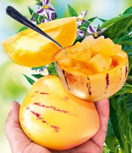 BALDUR Garten 1x Melonenbirne 'Sugar Gold®', Pflanze im 10,5 cm-Topf, Solanum muricatum, Birnenmelone, Melonenpflanze, Riesenfrüchte, mehrjährig, selbstfruchtend, schnellwüchsig