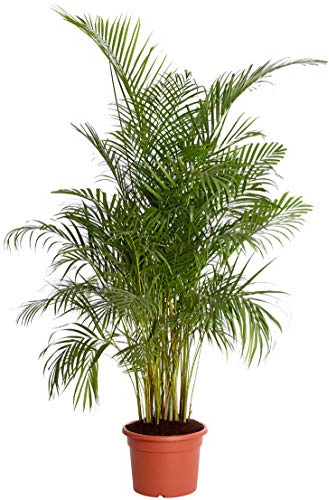 Dehner Goldfruchtpalme, gefiedertes Blattwerk, ca. 220-230 cm, Ø Topf 38 cm, Zimmerpalme