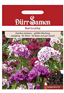 Dürr-Samen - Bartnelke Mischung zweijährig 50-60 cm Saatgut