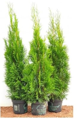 Thuja occidentalis 'Smaragd' 100–120 cm – Winterhart, Immergrün, Pflegeleicht – Lebensbaum – Heckenpflanze für Garten & Sichtschutz