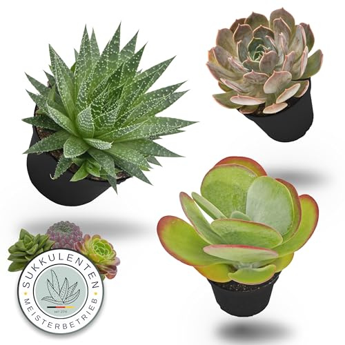 Pasiora Sukkulenten Mix im 6cm Topf, verschiedene kleine Pflanzen, Geschenkset (3 Stück), Bunte Mischung