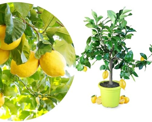 Meine Orangerie Zitronenbaum - echter Citrusbaum - veredelte Zitrone - Citrus Limon - Lemon Tree - Fruchtreife Zitronen Pflanze in Gärtnerqualität (Piccolo [S])