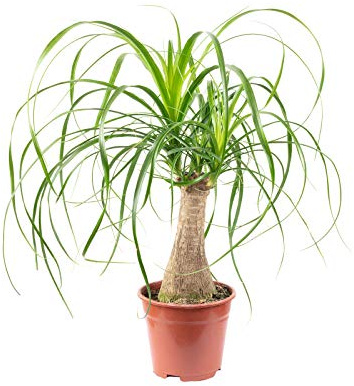 Elefantenfuß 1-Stamm - pflegeleichte Zimmerpflanze - Höhe ca. 40 cm, Topf-Ø 14 cm