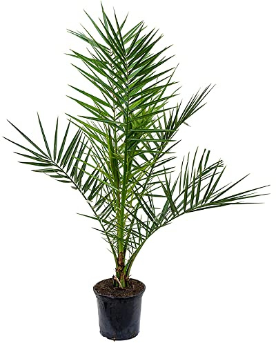 Phoenix Canariensis Kanarische Dattelpalme Exotische Outdoor Pflanze Gartenpflanze 15 cm Topf